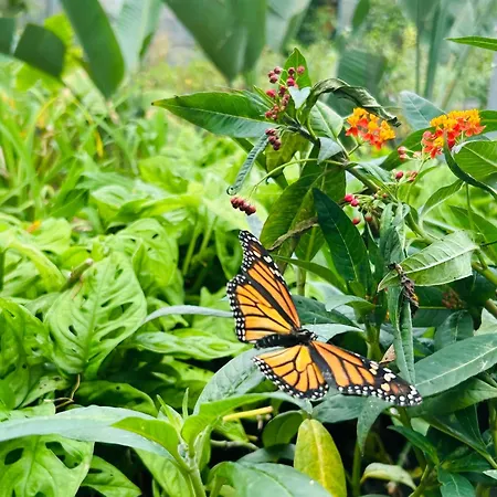 Nyaraló Tenerife - Traumblick, Tropischer Garten, Viel Platz & Ruhe